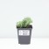 Sedum (Clean) Eleans, P9 Pot, 1 pc, summer 2024