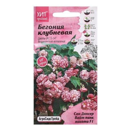 Club Belonia Flowers "San Danser Wight Pink Pikoti", 5 pcs