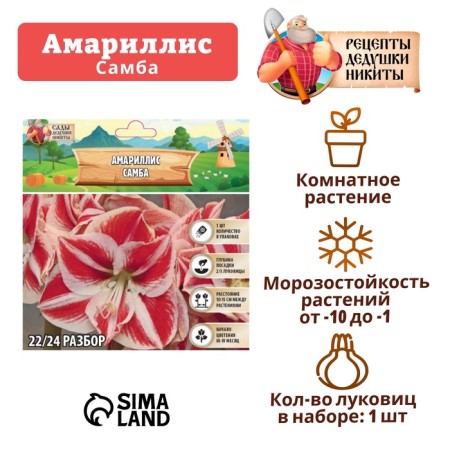Amarillis "Samba", district 22/24, 1 pc,