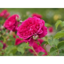 Seedling rose English park 