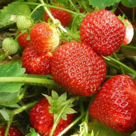 Strawberry Frigor's seedling Alexander (aleksandra) a (9-15 mm), 5 pcs