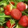 Strawberry Frigor's seedling Alexander (aleksandra) a (9-15 mm), 5 pcs