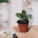 Pot for seedlings, 1.3 l, d = 14 cm, h = 12 cm, terracotta, Greengo