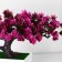 Bonsai in the pot "Lotus tree" 10.5x17 cm, mix