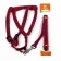 Acunition set is embossed, leash 120 x 1.5 cm, OG 36-49 cm, red-blue