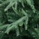 Christmas tree "Royal" 240 cm D of the lower tier 155 cm 1847 branches