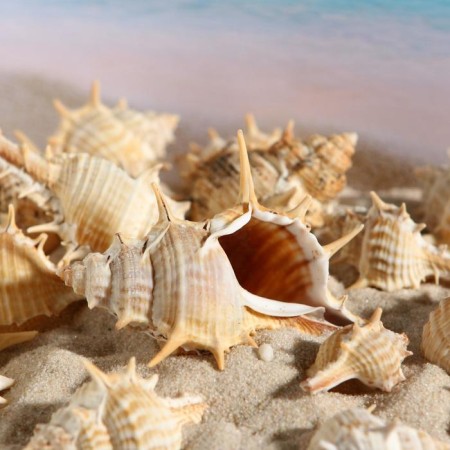 Set of shells Murex Paul, 100 g-1