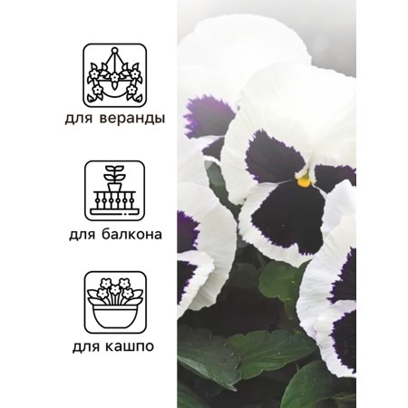Viola seeds "Matrix", F1, white-2