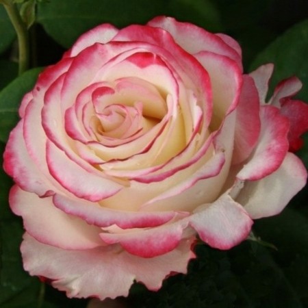 Sahenian Rose Svitesses, Hybrid Tea, Pot 2 l., Summer 2024