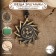Erzgamma star amulet (reveals the spiritual and energy potential), 68 cm