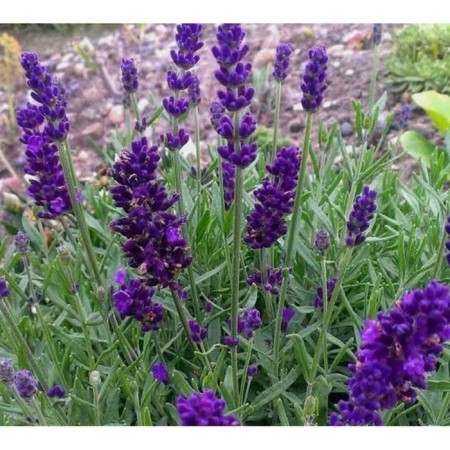 Lavender Narrow -leaved double bells, pot s3, 1 pc, summer 2024