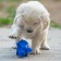 Grunting toy "cheerful pig" for dogs, 15 cm, blue