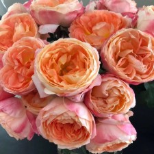 Seedling rose 