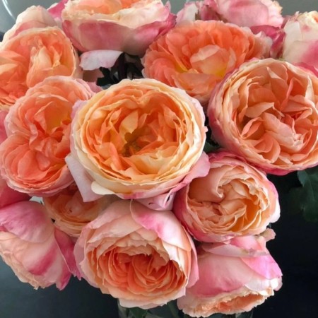 Seedling rose "Princess Aiko", tube, spring 2025