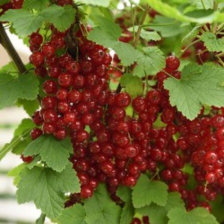 Currant Krasnaya Konstantinovskaya, C2 pot, H20-40 Height, 1 pc, summer 2024