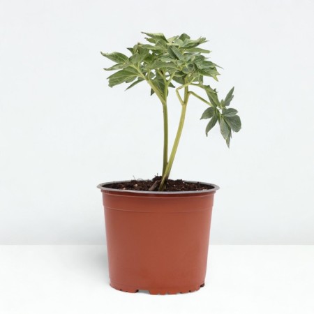 PION Milk -flowered OL Faithful, C3 pot, 1 pc, summer 2024-1