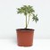PION Milk -flowered OL Faithful, C3 pot, 1 pc, summer 2024