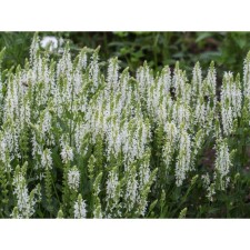 Salvia Dubravnaya (sage) Merlo Wight, I river, 1 pc, 30-40 h (cm), autumn 2024