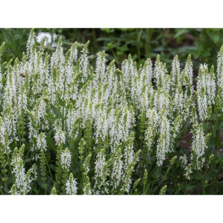 Salvia Dubravnaya (sage) Merlo Wight, I river, 1 pc, 30-40 h (cm), autumn 2024