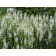 Salvia Dubravnaya (sage) Merlo Wight, I river, 1 pc, 30-40 h (cm), autumn 2024