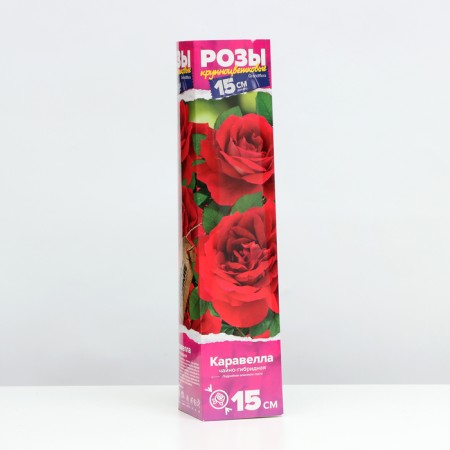 Saphenet Rosa Caravel Spring 2024, 1 pc.-1