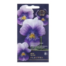Viola flowers 