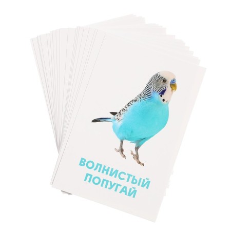 Developing cards "Pets"-3