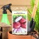 Onions are onion "Yalta red", 0.3 g