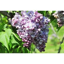 Sahenian Ordinary Lilac 