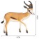 A set of figures "World of Wild Animals: Antelopes Jayran and Garn", 2 figures