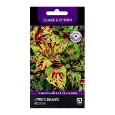 Flower seeds Koleus Byzard Mosaic, 10pcs