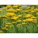 Yarrow Tavolgovy "Golden Clothes", Pot C2, 1 pc, Spring 2024