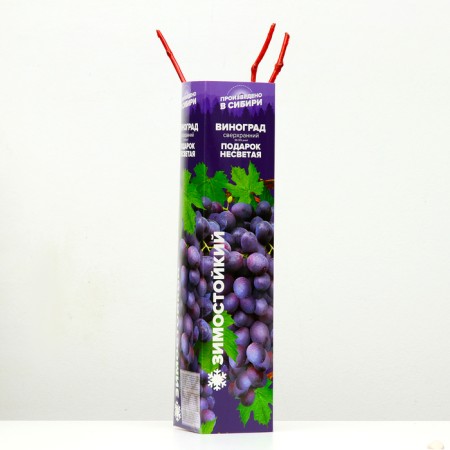 Grape seedlings "Freight gift", 1 pc, spring 2024-1