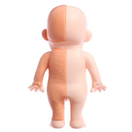 Euryki set for experiments "Human body structure", 15 details-2
