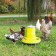 Bunker feeder for poultry for 15.5 kg, on legs, plastic, compacta