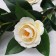 Flowers artificial "Camellia" 85 cm, white