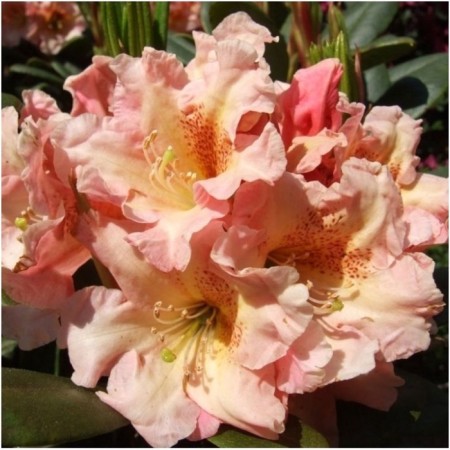 Rhododendron hybrid "Flautando", tube, 1 pc, spring 2025