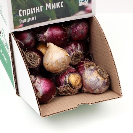 Showbox Hyacinth "Spring Mix" 30cm, r/r 14/15, 60 pcs-2