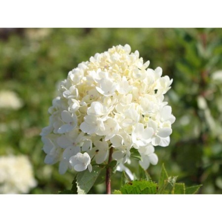 Hydrangea blizzard bombchell, s3 pot, H10-50 height, 1 pc, summer 2024