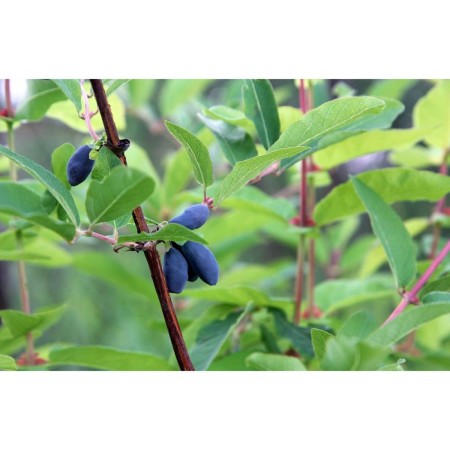 Honeysuckle edible Volkhov, C2 pot, H20-40 Height, 1 pc, summer 2024