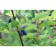 Honeysuckle edible Volkhov, C2 pot, H20-40 Height, 1 pc, summer 2024
