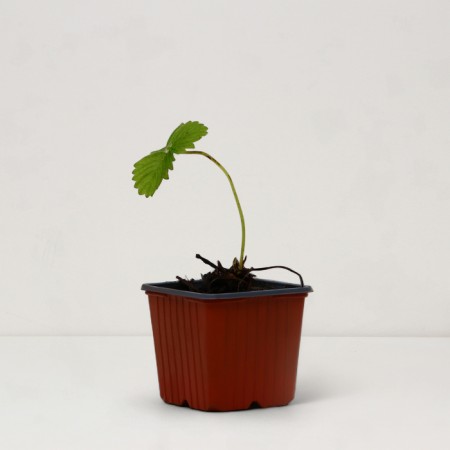 Garden strawberry seedling "Snow White", P9 pot, summer 2024-1
