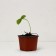 Garden strawberry seedling "Snow White", P9 pot, summer 2024