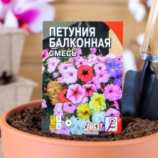 Flowers of petunia 