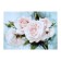 Picture on the canvas "White Roses" 50*70 cm