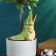 Irrigation for indoor and garden flowers "Congol" Kungur ceramics, 0.2l, 19cm, green
