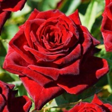 Seedling rose 
