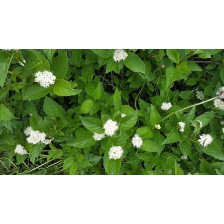 Deren's offspring flavirama, s2 pot, H10-50 height, 1 pc, summer 2024