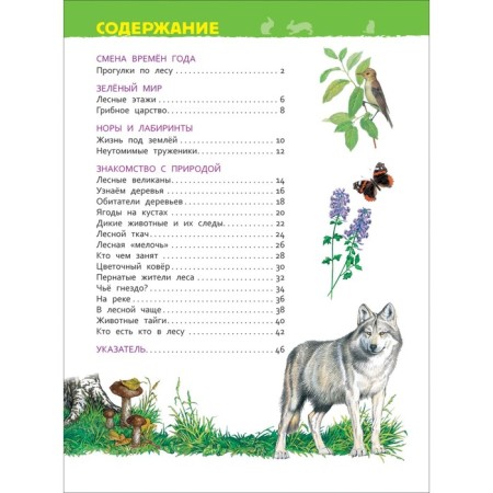 Encyclopedia for kindergarten "in the forest"-3