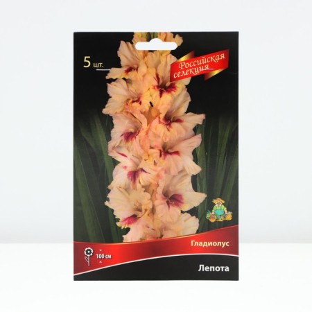 Gladiolus Kolotno-Club "Russian selection" "Lepota", river 12/+, 5 pcs, spring 2024